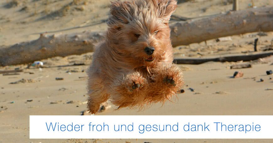 fröhlicher hund am strand: gesund dank therapie